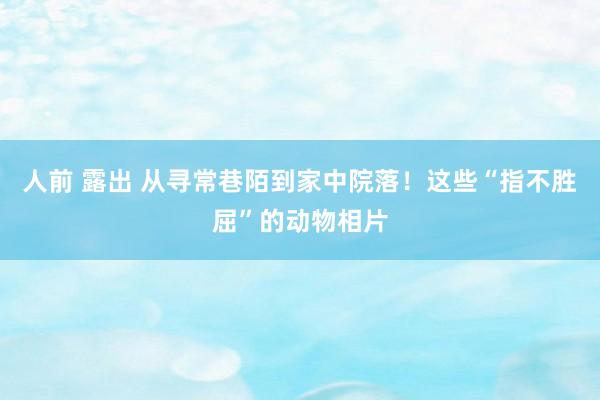 人前 露出 从寻常巷陌到家中院落!这些“指不胜屈”的动物相片